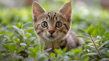 pequeño gatito mirando arriba a cielo foto