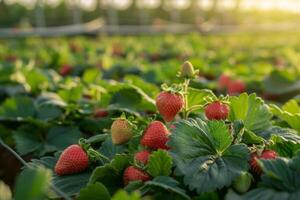 ai generado filas de fresa plantas en el ligero de un ajuste Dom con maduro frutas Listo para cosecha, un suave dorado hora ambiente envolvente el granja foto