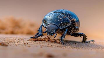 Blue Bug Close Up on Ground photo