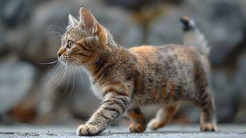 Cat Walking Across Street Next to Rocks photo