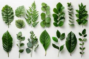 AI generated Vibrant collection of diverse green plant leaves arranged neatly on a pure white background photo