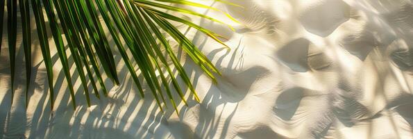 AI generated Palm leaf shadow on a textured white sand background with sunlight patterns on the surface photo