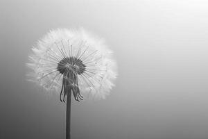 AI generated This monochrome photograph captures the delicate structure of a dandelion seed head, with its intricate patterns and soft textures photo