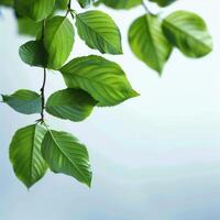 Green Leaves Adorning a Tree Branch photo