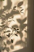 Plant Casting Shadow on Wall photo