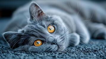 Gray Cat With Yellow Eyes Laying on Carpet photo