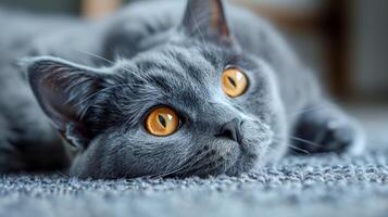 Gray Cat With Yellow Eyes Laying on Carpet photo