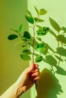 de la naturaleza toque participación un Fresco verde ramita en amable ligero foto