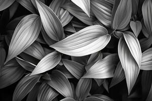 Monochrome Magic Silhouette of Leaves in Greyscale Harmony photo