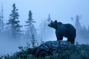 místico oso silueta en brumoso bosque a crepúsculo foto