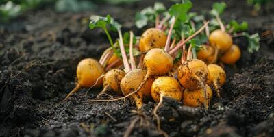 Golden Beets Harvest Freshly Plucked Vegetables from Fertile Soil photo