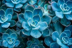 Dew-Kissed Blue Succulents in a Lush Cluster photo