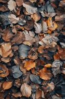 Pile of Fallen Leaves on the Ground photo