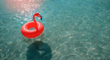 Pink Flamingo Floating on Water photo