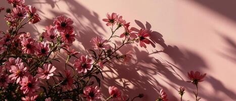 Pink Cosmos Flowers with Elegant Shadows photo