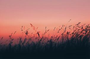 Field With Tall Grass and Sunset Background photo