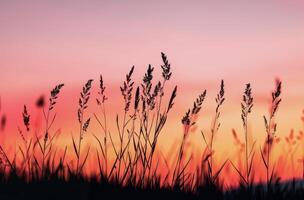 campo con alto césped y puesta de sol antecedentes foto