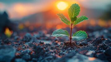 Small Plant Emerging From Soil photo