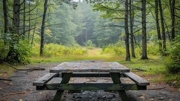 picnic mesa en bosque claro foto