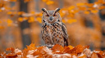 Owl Perched on Pile of Leaves photo