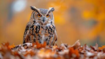 Owl Perched on Pile of Leaves photo