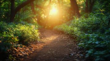 Dirt Road Running Through Forest photo