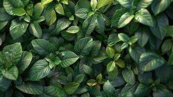 Close Up of Plant With Blue Flowers and Green Leaves photo