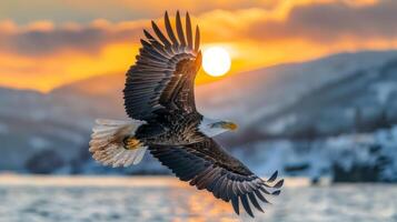 Majestic Bald Eagle Flying in Front of a Sunset photo