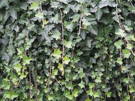 ivy plant background photo