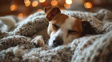 Small Dog Resting on Top of a Blanket photo