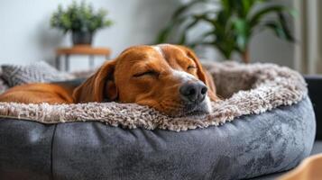 Small Dog Resting on Top of a Blanket photo