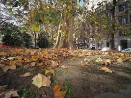 autumn scene in urban park photo