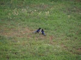 Eurasian magpie bird animal photo