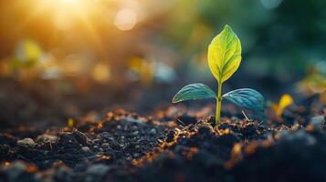 Small Green Plant Sprouting From the Ground photo