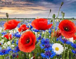 red poppies and blue cornflowers photo