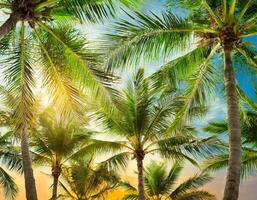 AI generated palm tree blue sky background photo