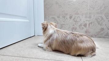en små chihuahua hund är väntar nära de dörr. hög kvalitet 4k antal fot video