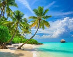 palms on tropical beach photo