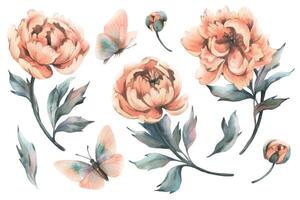 Delicate flowers, buds and leaves of peach and pink peonies with butterflies in a trendy color and vintage style. Hand drawn watercolor illustration. Set of elements isolated from background vector