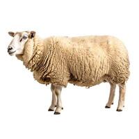 A sheep is standing, showcasing its woolly coat with a transparent backdrop. photo