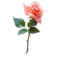Single Pink Rose With photo