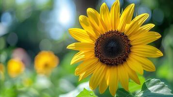 vibrante girasol en lleno floración en un soleado día foto