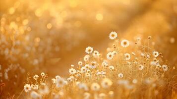 Golden Hour Meadow With Blooming Wildflowers photo