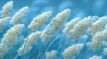 Serene White Flowers Against Soft Blue Background photo