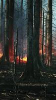 Forest fire with fallen tree is burned to the ground video