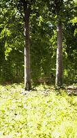 dernière lumière du jour entrant dans la vieille forêt juste après la pluie video