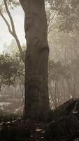 magiska mörka höstskogslandskap med strålar av varmt ljus video