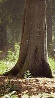 forêt de hêtres brumeux sur le versant de la montagne dans une réserve naturelle video