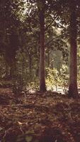 rayons de soleil à travers des branches d'arbres épais dans une forêt dense et verte video