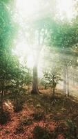 la lumière brille dans la nature video